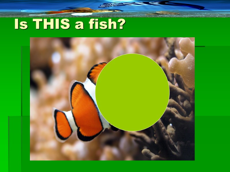 Is THIS a fish?